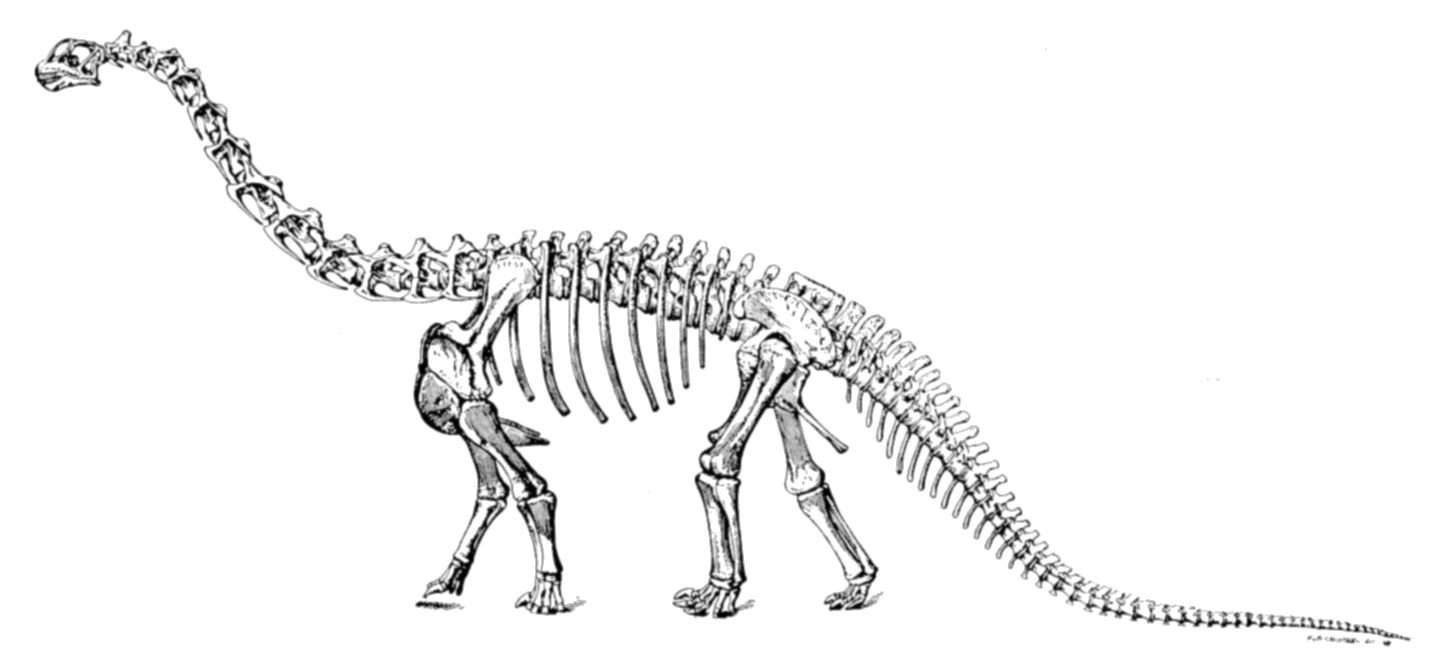 Camarasaurus