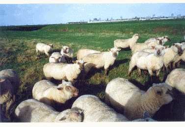 Troupeau au pâturage dans les prairies naturelles. En arrière- plan, les remparts de la citadelle de BROUAGE en 1999.